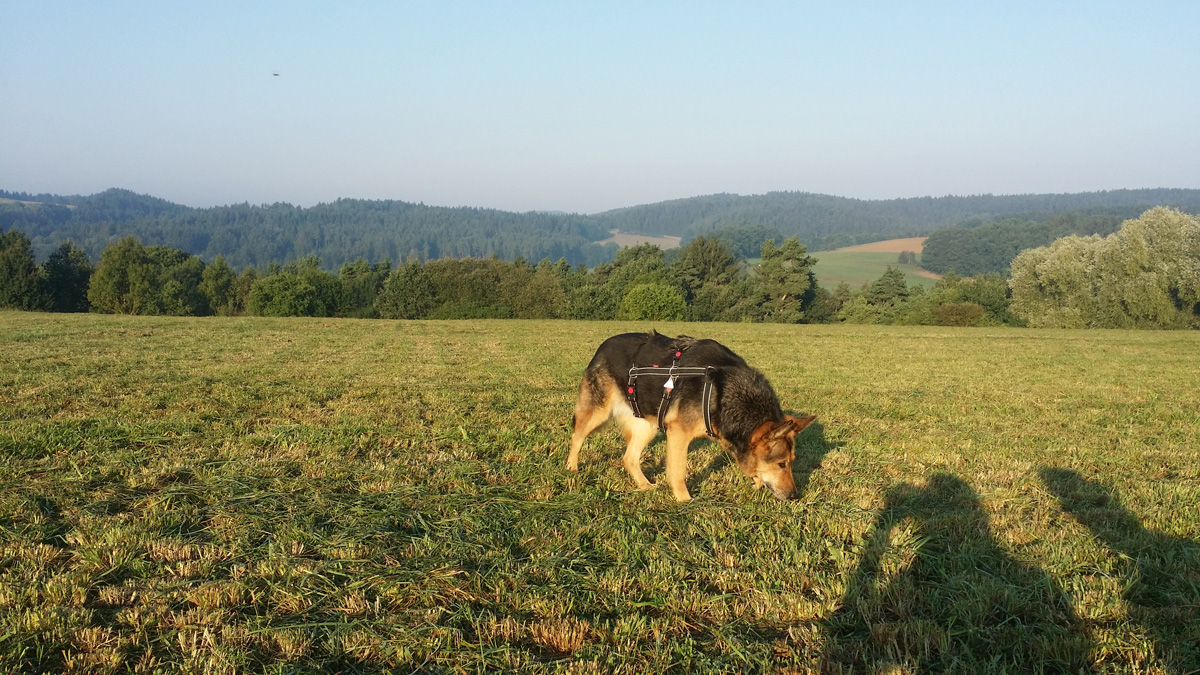 Frühstück mit Wiesenblick_3